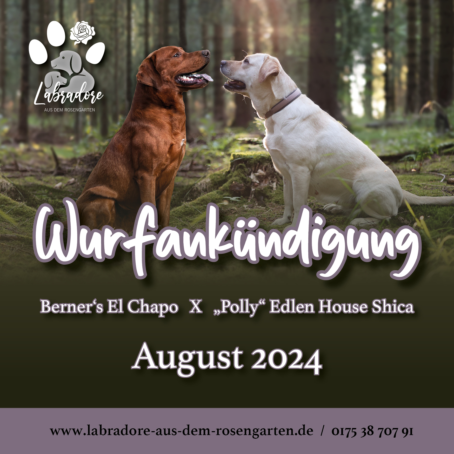 Wurfankündigung_2024