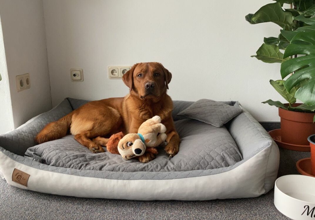 Simba_2