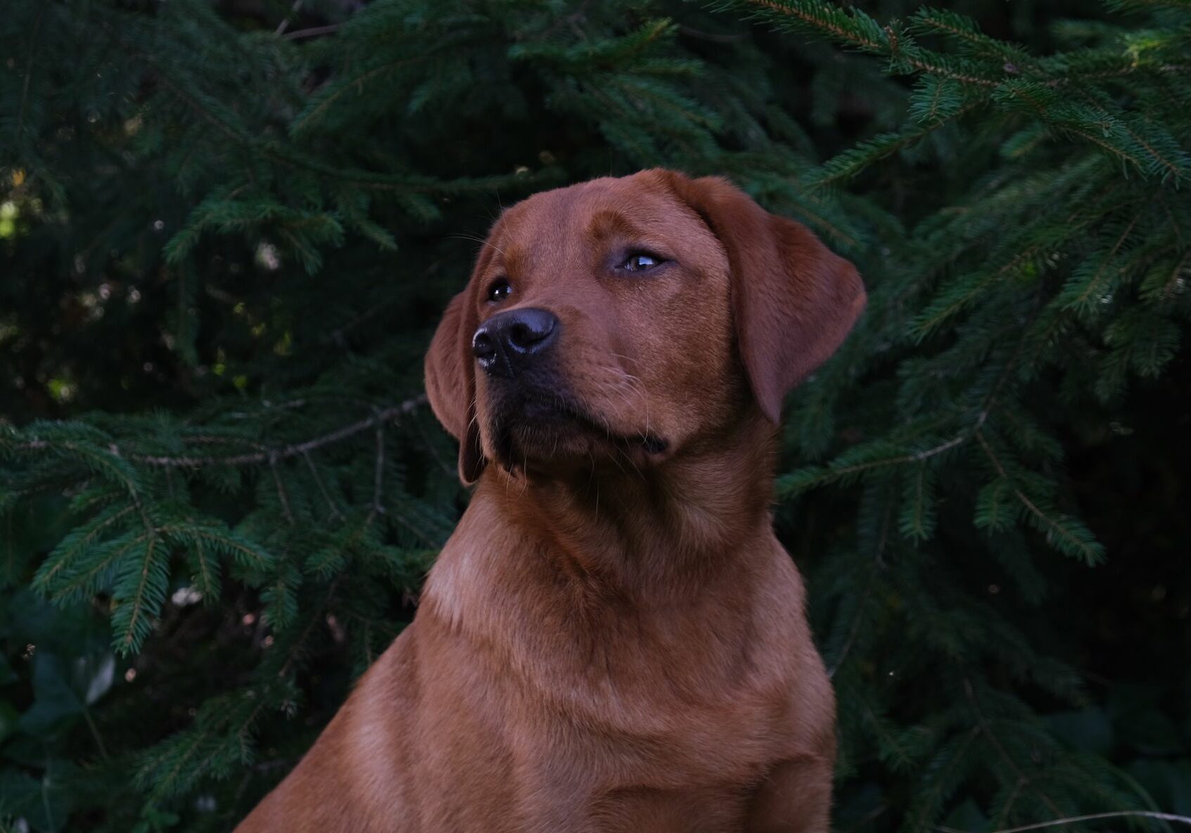 Simba_5